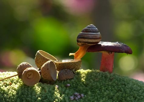 A Magical World Of Mushrooms By Vyacheslav Mishchenko Magical Pictures, Photo Macro, Wow Photo, Macro Photos, Nature Photographs, Close Up Photos, Secret Life, Macro Photography, Beautiful Photography