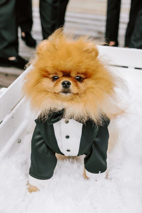 pomeranian, wedding, dog tuxedo, montauk yacht club, gurney's star island, dog wagon, wedding wagon, anna happy dog Pomeranian Wedding, Mini Music Studio, Wagon Wedding, Dog Wagon, Wedding Wagon, Dog Tux, Wagon For Wedding, Creative Black Tie, Bridal Attendant