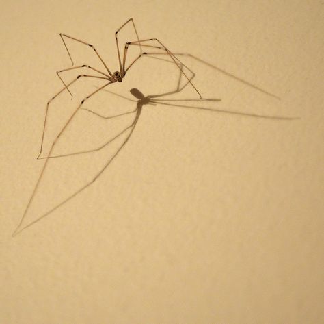 Daddy Long Legs Spider Legs Art, Spider Photography Nature, Daddy Long Legs Drawing, Spider Legs Reference, Daddy Long Legs Spider, Daddy Long Leg Tattoo, Daddy Long Legs Spider Tattoo, Spider Legs Drawing, Realistic Spider Drawing