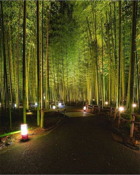 #tourhub_adventures pic by Umar Abdillah @oemarpatex #ArashiyamaBambooForest #Kyoto #Japan #bamboo #forest #vacation #travel Arashimaya Bamboo Forest, Japanese Bamboo Forest, Kyoto Bamboo Forest, Alchemy Wedding, Japan Bamboo Forest, Bamboo Forest Kyoto, Bamboo Forest Japan, Japan Forest, Forest Vacation