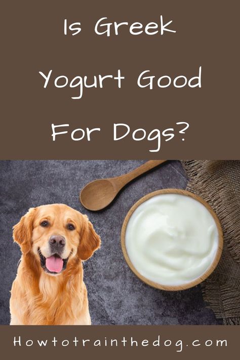 Read on as we unpack the topic of Greek yogurt and dogs. Some of the areas we’ll discuss include the benefits of Greek yogurt for dogs, possible side effects, and how best to administer the food to your pooch. Greek Yogurt For Dogs, Benefits Of Greek Yogurt, Yogurt For Dogs, Can Dogs Eat Strawberries, Best Greek Yogurt, Yogurt Benefits, Eat Greek, Greek Yogurt Flavors, Dog Dna Test