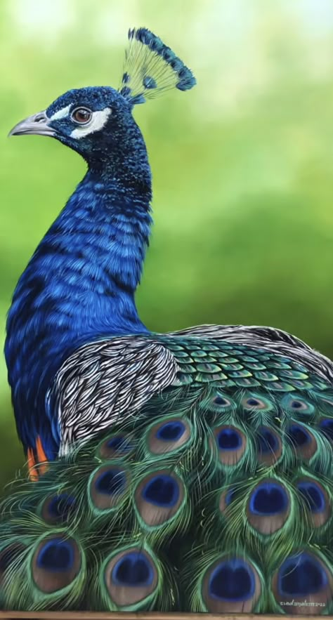 Real Peacock Images, Peacock Images, Peacock Photos, Peacock Pictures, Peacock Feathers, Peacocks, Phone Backgrounds, Beautiful Birds, Feathers