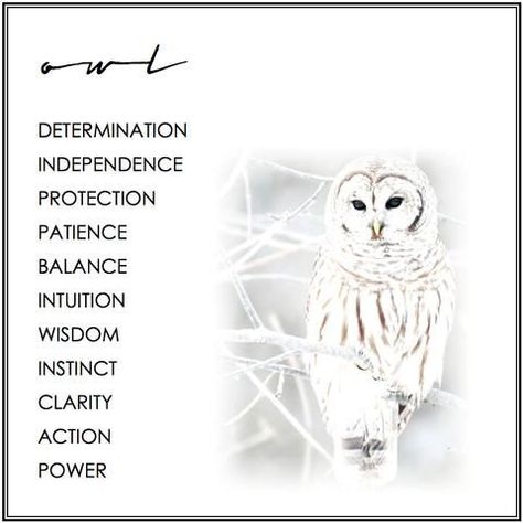 Symbolism of the Owl as a Spirit Animal – Witches Of The Craft® Owl Spirit Animal Meaning, Owl Medicine, Animal Totem Spirit Guides, Owl Symbolism, Owl Quotes, Spirit Animal Meaning, Animal Meanings, Spirit Animal Totem, Animal Spirit Guide