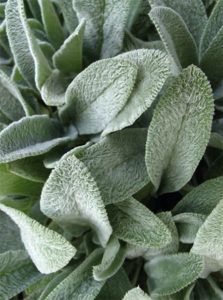 Lambs Ear Plant, Colorado Flowers, Stachys Byzantina, Healing Plants, The Gardener, Evergreen Plants, Fresh Flowers Arrangements, Lambs Ear, Garden Care