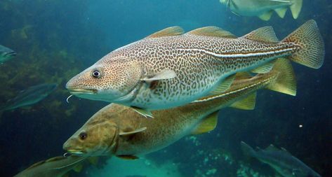 The ultra-cold, ice-covered Arctic Ocean has kept fish species from the Atlantic and Pacific separate for more than a million years — but global warming is changing that. Pacific Cod, Atlantic Cod, Ocean Acidification, Cod Fish, Fish Wallpaper, Arctic Ocean, Marine Fish, Underwater World, Fish Pet