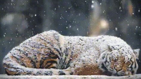 Tiger Sleeping, Snow Tiger, Black Jaguar White Tiger, Snow Gif, Snow Animals, Best Funny Pictures, Animal Gifs, Big Cats, Beautiful Creatures