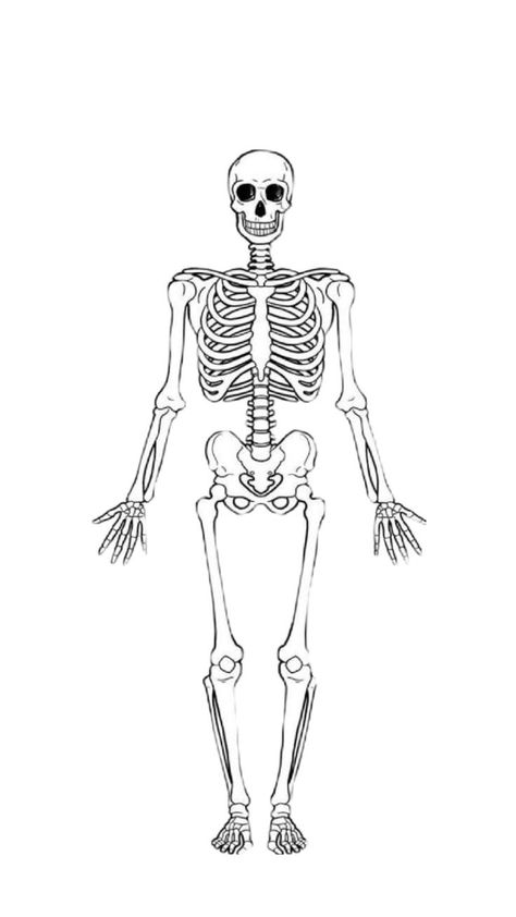 biology Skeleton Vector, Bleach Designs, Posable Skeleton, Black And White Clip Art, Human Skeleton Anatomy, Science Quiz, Arm Bones, Light Science, Skeleton Anatomy