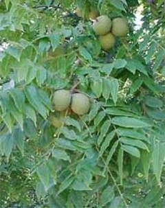 Walnut tree Plant Tomatoes, Short Trees, Majestic Landscape, Black Walnut Tree, Pinterest Garden, Tree Growing, Walnut Tree, Veg Garden, Shade Trees