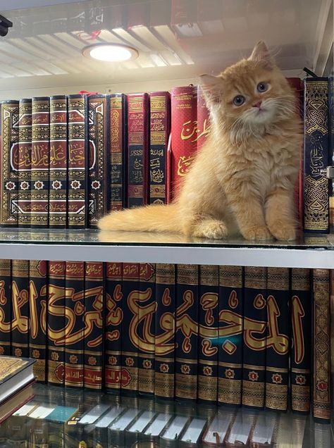 Muslim Cat, Qur'an Photography, Cat Reading, Silly Cats Pictures, Cute Cats Photos, Cat Aesthetic, Kitten Cat, Cute Cats And Dogs