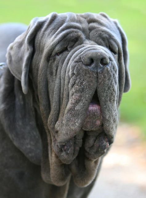 The Mastino Napoletano by SaNNaS on DeviantArt Dog Pics Cute, Cute Dpz, British Mastiff, Neo Mastiff, Friendly Dog Breeds, Wrinkly Dog, Neapolitan Mastiff, Mastiff Breeds, Neapolitan Mastiffs