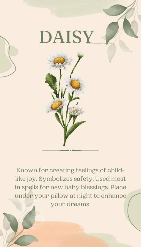 Flower Language Meaning Of, Meaning Of Daisy Flowers, Wildflower Meaning, Daisy Symbolism, Flowers With Meaning, Facts About Flowers, Daisy Meaning, Flowers Symbolism, Win Tattoo