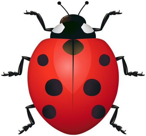 Ladybug Clipart Image Ladybug Clipart, Spring Picture, Small Insects, Cute Reindeer, Preschool Lesson Plans, Plant Images, Printable Flash Cards, Free Clipart, Plant Art