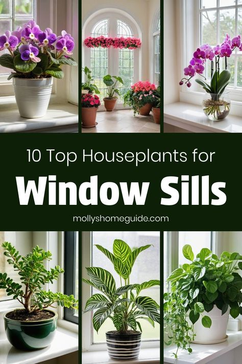 Discover the best indoor plants for windows that will brighten up your space effortlessly. From low-maintenance houseplants to stunning options perfect for bathrooms without windows, there's a plant for every need. Explore different varieties suited for east-facing windows or windowless bathrooms and create an indoor oasis. Need office plants that thrive in workspace? We've got you covered with our selection of houseplants ideal for windowless spaces. Get inspired with these indoor window shelf Bathroom Window Sill Plants, Best Plants For Kitchen Window, Indoor Window Plant Shelf, Plants For Window Sill, Window Sill Plants Indoor, Window Plant Ideas, Plants By Window, Window Seal Plants, Window Plants Indoor