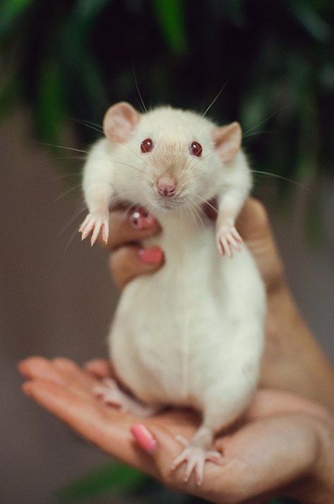 Dumbo Rat, Baby Rats, Fancy Rat, Cute Rats, Mouse Rat, Reptiles Pet, Pet Rats, Super Cute Animals, Wild Dogs