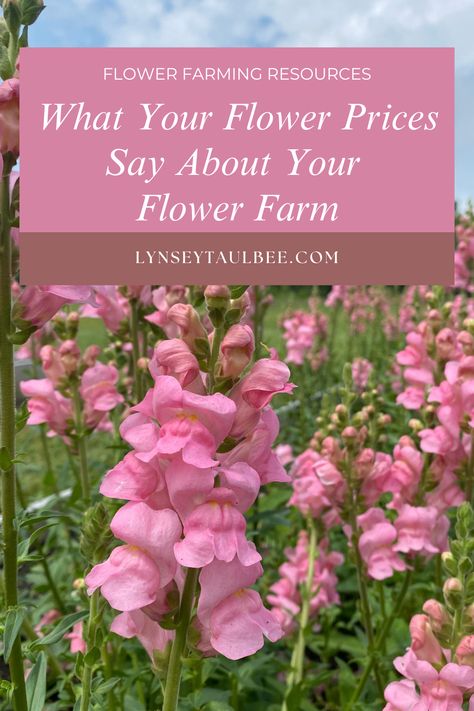 A field of pink snapdragons Pick Your Own Flowers Farms, Flower Pricing, Pop Up Flower Shop, Cut Flower Business, Farm Planning, Flower Business Ideas, Freelance Business Plan, Field Garden, Pop Up Flower