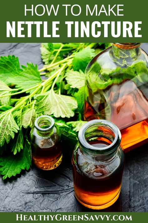 Interested in learning how to make stinging nettle tincture? Tincturing herbs is an easy process that lets you preserve the constituents of herbs for a long period of time. Learn about stinging nettle tincture benefits and why it's worth learning to make your own. | herbalism | how to make nettle tincture | natural remedies | medicinal wild plants | Nettle Tincture, Sleep Beauty, Tinctures Recipes, Medicinal Garden, Stinging Nettle, Herbal Plants, Magic Herbs, Herbal Tinctures, Natural Healing Remedies