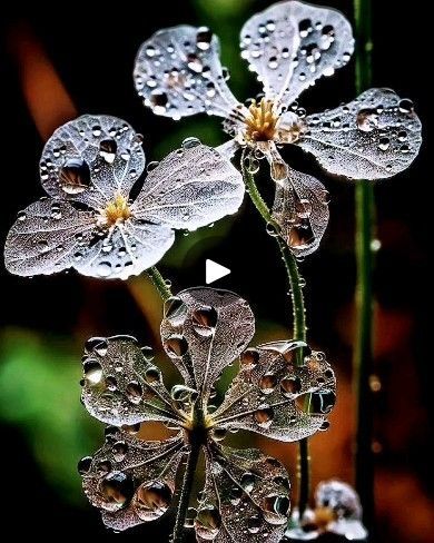 Flowers With Water Drops, Skeleton Flower, Goth Garden, Plant Study, Gothic Garden, Transparent Flowers, Flower Guide, Shabby Flowers, Nothing But Flowers