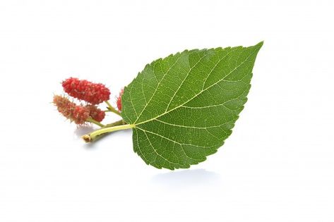 Mulberry Leaves, Mulberry Leaf, Nature Garden, Photo Tree, Leaf Nature, Close Image, Image Hd, Premium Photo, Plant Leaves