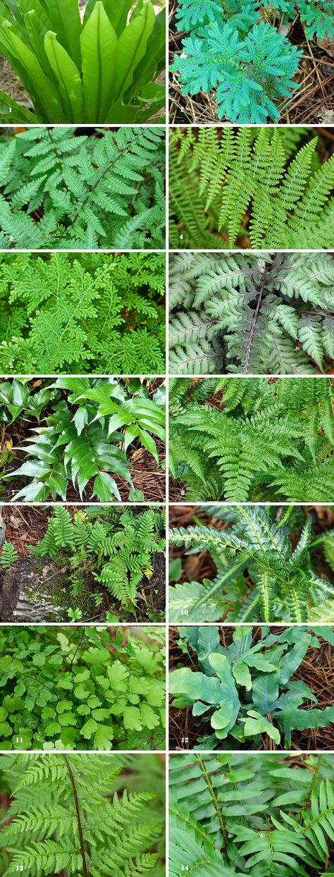 Successfully Growing Ferns in My Garden - Journal - Deb's Garden Blog Australian Fern Garden, Foxtail Fern Landscaping Ideas, Athyrium Niponicum, Dryopteris Erythrosora, Japanese Holly, Holly Fern, Painted Fern, Resurrection Fern, Autumn Fern