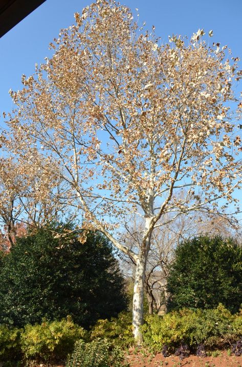 Mexican Sycamore Thrives In Warm Wet Locales | What Grows There :: Hugh Conlon, Horticulturalist, Professor, Lecturer, and Gardener Partial Shade Flowers, Acer Rubrum, Texas Landscaping, Feed Store, Autumn Leaf Color, Sycamore Tree, Dallas Arboretum, Shade Flowers, Acer Palmatum