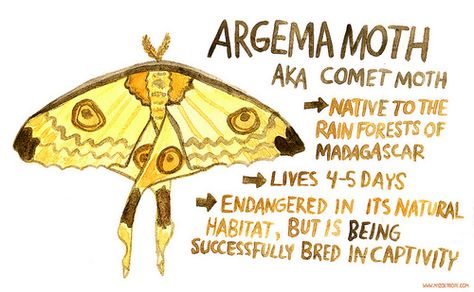 015: Argema Moth, AKA the Comet Moth by My Zoetrope on Flickr. Types Of Moths Chart, Moth Creature, Yummy Vegan Food, Different Moth Species, Moth Facts, Pretty Moths, Comet Moth, Beautiful Moths, Pretty Moth Species