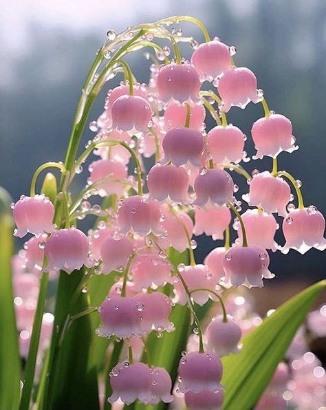 Unitysage (@unitysage22) on Threads Pretty Flowers Pictures, Lily Of The Valley Flowers, Valley Flowers, Cocoppa Wallpaper, Nothing But Flowers, Flower Therapy, Rare Flowers, Flowers Wallpaper, Pretty Plants