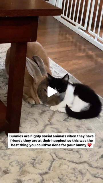 253K views · 52K likes | Cute Cats Of Instagram on Instagram: "Bunnies are highly social animals when they have friends they are at their happiest so this was the best thing you could’ve done for your bunny ♥️  Credit: beautiful fosterwithemily (tt) (*read below) ** 𝐍𝐨𝐭𝐞: we don’t own this video/pics, all rights go to their respective owners. If owner is not provided, tagged (meaning we couldn’t find who is the owner), 𝐩𝐥𝐬 𝐄𝐦𝐚𝐢𝐥 𝐮𝐬 with 𝐬𝐮𝐛𝐣𝐞𝐜𝐭 “𝐂𝐫𝐞𝐝𝐢𝐭 𝐈𝐬𝐬𝐮𝐞𝐬” and 𝐨𝐰𝐧𝐞𝐫 𝐰𝐢𝐥𝐥 𝐛𝐞 𝐭𝐚𝐠𝐠𝐞𝐝 𝐬𝐡𝐨𝐫𝐭𝐥𝐲 𝐚𝐟𝐭𝐞𝐫.  We have been building this community for over 6 years, but 𝐞𝐯𝐞𝐫𝐲 𝐫𝐞𝐩𝐨𝐫𝐭 𝐜𝐨𝐮𝐥𝐝 𝐠𝐞𝐭 𝐨𝐮𝐫 𝐩𝐚𝐠𝐞 𝐝𝐞𝐥𝐞𝐭𝐞𝐝, pls email us first. **" Funny Bunny Videos, Hairstyles Kids, Kitten Rescue, Funny Bunnies, Short Hair Older Women, Easter Hairstyles, Dance Poses, Packing Tips For Vacation, Dance Choreography Videos