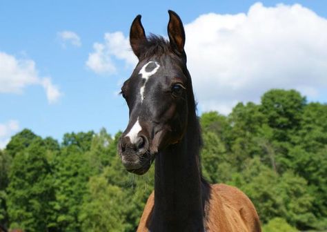 unusual face markings Photos Of Horses, Face Markings, Kathiyawadi Horse, Unusual Horse, Horse Markings, Horse Coat Colors, Horse Products, Horses Running, Horse Inspiration