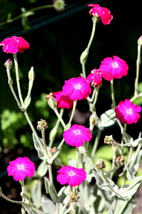 Silene Coronaria, Rose Campion, Colorful Flowers, Plants, Flowers, Nature