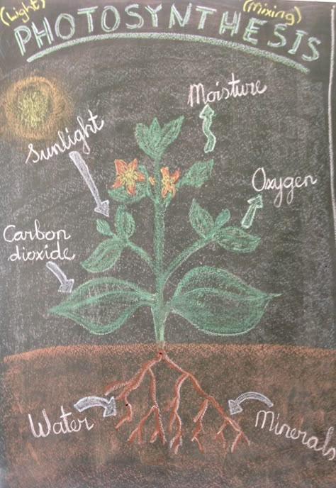 Class 5 botany / waldorf / board drawing Waldorf Botany, Botany Lessons, Steiner Waldorf Education, Ancient Greece Map, Waldorf Chalkboard, Chalkboard Drawing, Waldorf Curriculum, Blackboard Drawing, Steiner School