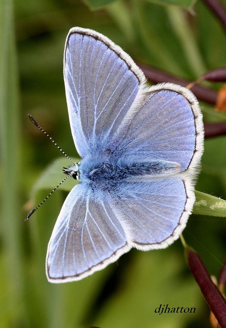 Polyommatus Icarus, Common Blue Butterfly, Butterfly Chrysalis, Butterfly Wrist Tattoo, Holly Blue, Cover Pics For Facebook, A Bug's Life, British Wildlife, Country Park