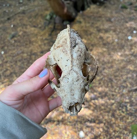 Badger with super old and worn down teeth, very cool #vultureculture #vulturecultureuk #bonehunting #scavenger #animalskull #badgerskull #animalbones #forestoraging #badger #odditiesandcuriosities #skull Vulture Skull, Vulture Aesthetics, Vulture Culture Tips, Bone Eating Vulture, Breaded Vulture, Skeleton Bones, Animal Skeletons, Vulture Culture, Animal Bones