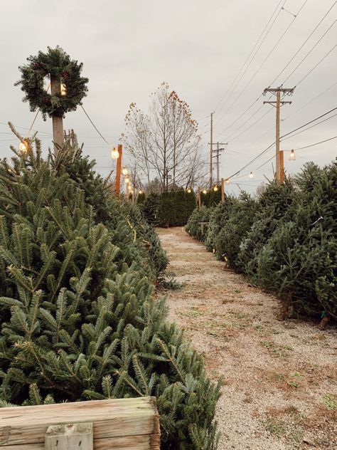 Evergreen Christmas Aesthetic, Christmas Vision Board Aesthetic, Christmas Tree Shopping Aesthetic, Love Light Farms Aesthetic, The Christmas Tree Farm Book Aesthetic, The Christmas Tree Farm Book, Southern Christmas Aesthetic, Real Tree Christmas, Tree Farm Aesthetic