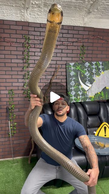 Animal and Reptile Addict on Instagram: "The Smartest Snake On EARTH! #kingcobra #venomous #pets" Deadly Snakes, Adder Snake, Snake Pictures, Snake Video, King Cobra Snake, Big Snake, Reptile Zoo, Scary Snakes, Snake Images