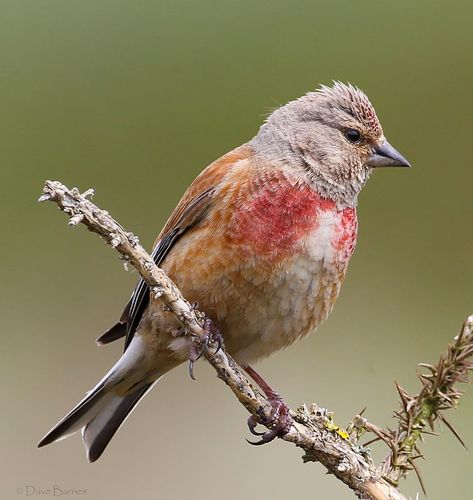 Hawfinch, Brown Birds, Brown Bird, Barnyard Animals, Finches, Linnet, Birds Eye View, Small Birds, Bird Photography