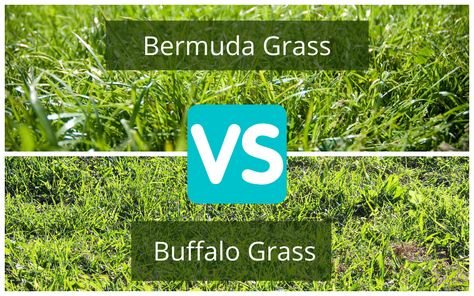 Buffalo grass vs bermuda grass. Which of these would be the best choice for your lawn? We compare them side-by-side to help you decide. Buffalo Grass Lawn, Ph Water, Bermuda Grass, Types Of Grass, Grass Type, Sandy Soil, Types Of Soil, Backyard Ideas, Be The Best