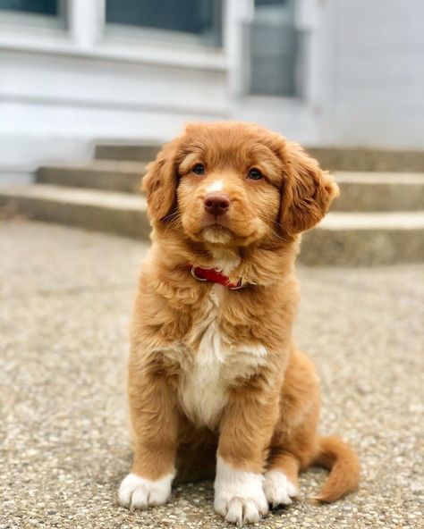 Nova Scotia Duck Tolling Retri’s Instagram post: “🦊 𝗖𝗿𝗲𝗱𝗶𝘁𝘀 to @xylothetoller ➖ 𝗙𝗼𝗹𝗹𝗼𝘄 @NovaScotiaDuckTollingRetrieve the best Toller community on IG! 🦊 ➖ DM us to get 𝗳𝗲𝗮𝘁𝘂𝗿𝗲𝗱!☺️ . . .…” Small Golden Retriever, Duck Retriever, Golden Retriever Mix Puppies, Toller Dog, Nova Scotia Duck Tolling Retriever, Most Beautiful Dogs, Dog Mommy, Super Cute Puppies, Really Cute Dogs