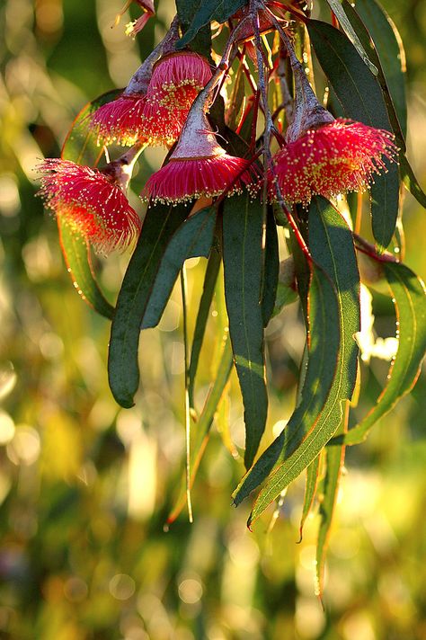 Gum Blossom, Flowering Gum, Water Wise Plants, Gum Trees, Australian Native Garden, Gum Tree, Leaf Photography, Australian Flowers, Tree Flowers