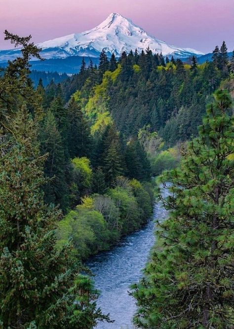 Oregon Aesthetic, Mount Hood National Forest, Oregon Nature, Oregon Mountains, Mt Hood Oregon, Oregon Landscape, Oregon Photography, Photographic Projects, Mount Hood