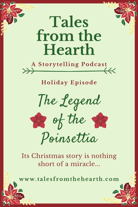 Forget everything you knew about the poinsettia, the official Christmas Holiday plant. Did you know this Christmas plant has its origin in folk legend? Is NOT toxic to animals and humans? Wasn't introduced into the U.S. until the 1820's? Learn the story and the facts around this beloved holiday plant.  #poinsettia #folktale #story #christmas #holiday #christmasstory Pointsetta Craft, How To Care For A Pointsetta Tips, Keeping Poinsettias Alive, Legend Of The Poinsettia, Pointsetta Plant Christmas Decor, Poinsettia Care Houseplant, Ward Activities, Christmas Plant, Animals And Humans