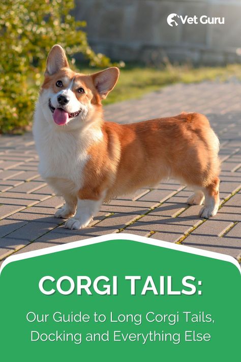 Corgi Tail, Pet Organization, Popular Dog Breeds, Pembroke Welsh Corgi, Popular Dog, Corgi Dog, Welsh Corgi, Terrier Dogs, Working Dogs