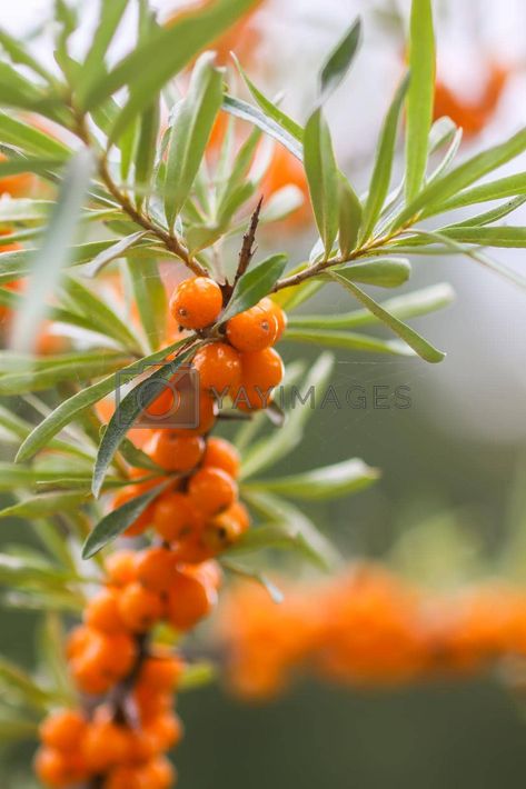 Orange Branch Photography, Orange Branch Illustration, Autumn Berries Illustration, Autumn Grapes Photography, Corel Draw Design, Forest Berries, Autumn Park, Sea Buckthorn, Image Illustration