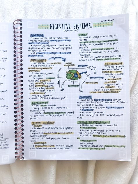 Credit to @anniestudiesss on instagram Biology Notes Websites, Digestion Notes Aesthetic, Digestive System Notes Aesthetic, Biology Digestion Notes, Class 11 Biology Notes Digestion And Absorption, Organisation Biology Notes, Organized Biology Notes, Digestive System Model, Study Essentials