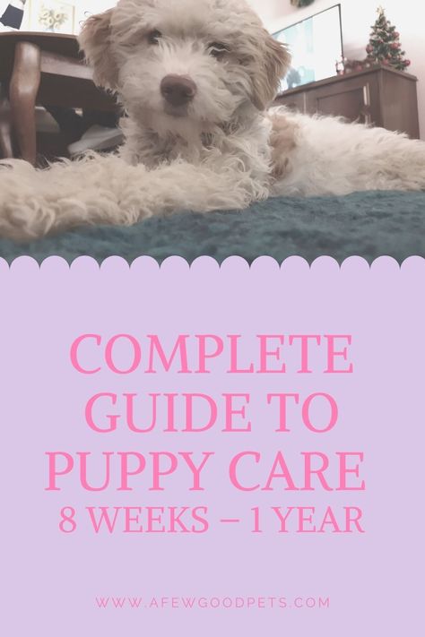 There’s a variety of different supplies you’ll need to have on hand to provide your new puppy with everything they’ll need to get a good start in life. Having the right supplies, veterinary care, and nutrition for raising your puppy are important. A puppy that is truly integrated into daily life will become a calm and steadfast friend. Getting a new puppy can be one of the most exciting events in a person’s life. #puppy #guide #1yearold #8weeksold #afewgoodpets What You Need For A New Puppy, Preparing For New Puppy, Keeping Puppy Busy Ideas, New Puppy Training, Puppy Whining, Puppy Advice, Raising Puppies, Puppy Guide, Getting A New Puppy