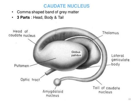 Brain Anatomy And Function, Caudate Nucleus, Neurological Assessment, Anatomy Education, Internal Carotid Artery, Vertebral Artery, Basal Ganglia, Deep Brain Stimulation, Gross Anatomy