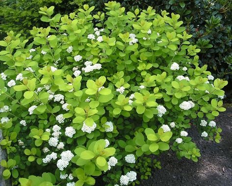 Spiraea Betulifolia, Garden Beautiful, Herb Garden, Pesto, Grapes, Herbs, Villa, Gold