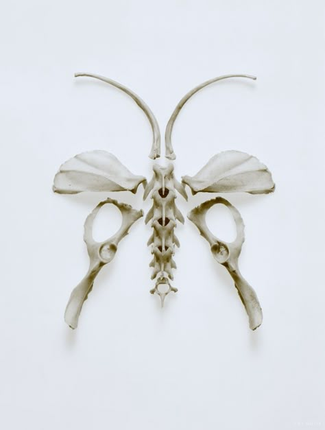 (butterfly made of unrelated bones) Bone Collector, Lovely Bones, Oddities And Curiosities, Bone Crafts, Taxidermy Art, Silence Of The Lambs, Real Bones, Vulture Culture, Skulls And Bones