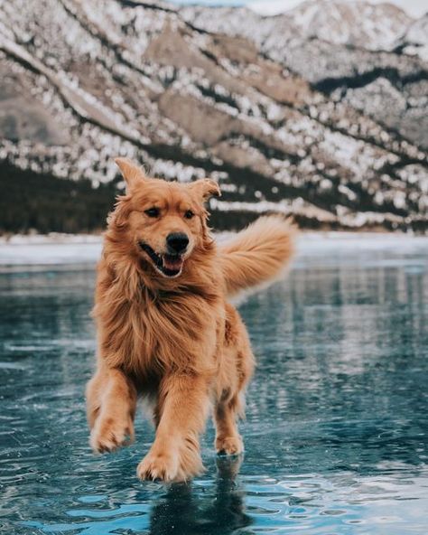 Red Retriever, Hiking Dog, Golden Ret, Dog Heaven, Golden Life, Hiking Dogs, Very Cute Dogs, Dog Rules, Golden Retrievers