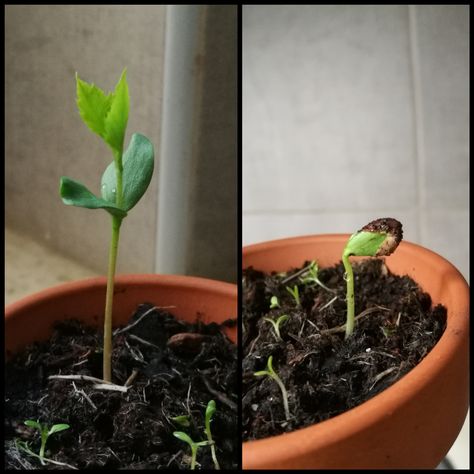 Growing an apple tree from a seed. This happened within 2 weeks. Apple Tree From Seed, Seed Growing, Apple Seeds, Apple Tree, Garden Diy, Horticulture, Door Decorations, Landscaping, Seeds