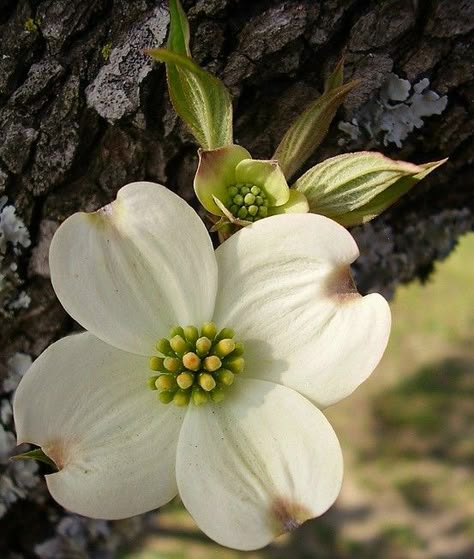 Dogwood Tree Tattoo, Dogwood Tattoo, Dogwood Blooms, Tattoo Tree, State Flowers, Dogwood Tree, Dogwood Flower, Dogwood Blossoms, Dogwood Trees